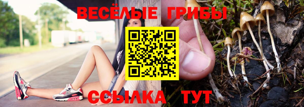 Сибай  Галлюциногенные грибы Psilocybine cubensis  Вход с VPN 